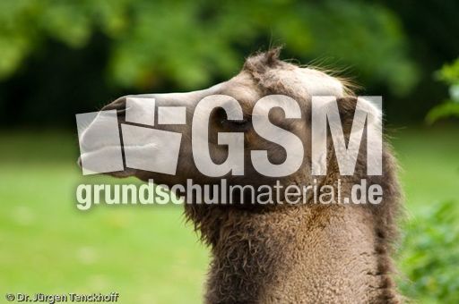 Kamel (61 von 108).jpg